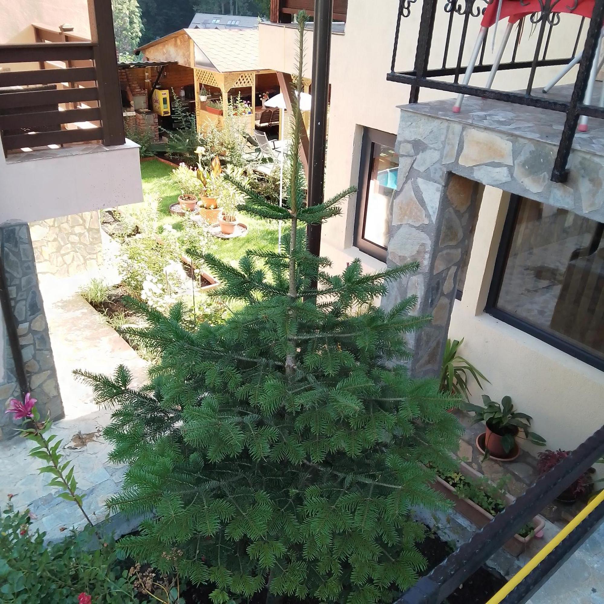 Casa Nicolas Buşteni Екстериор снимка